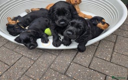 Cocker Spaniel dogs for sale: Mr Mark Hulme in Sandbach - Image 14