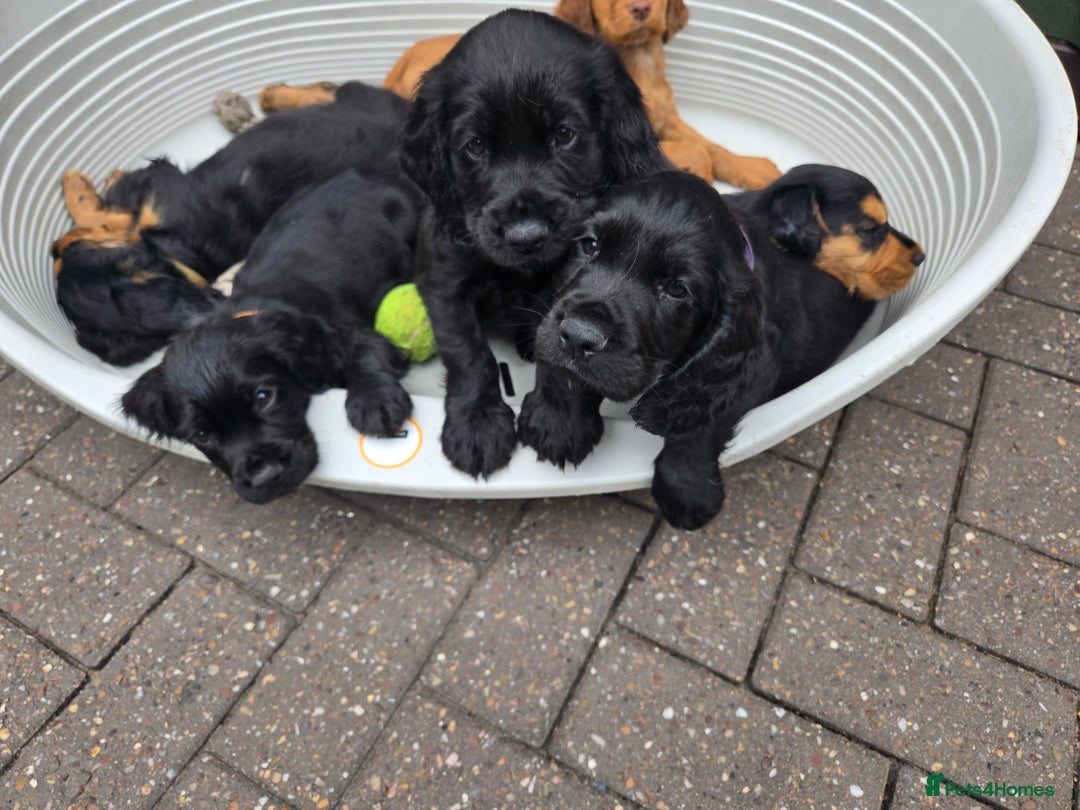 Cocker Spaniel dogs for sale: Mr Mark Hulme in Sandbach - Image 14