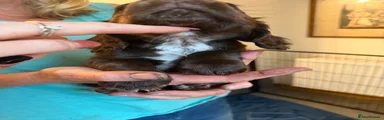 Cocker Spaniel 1