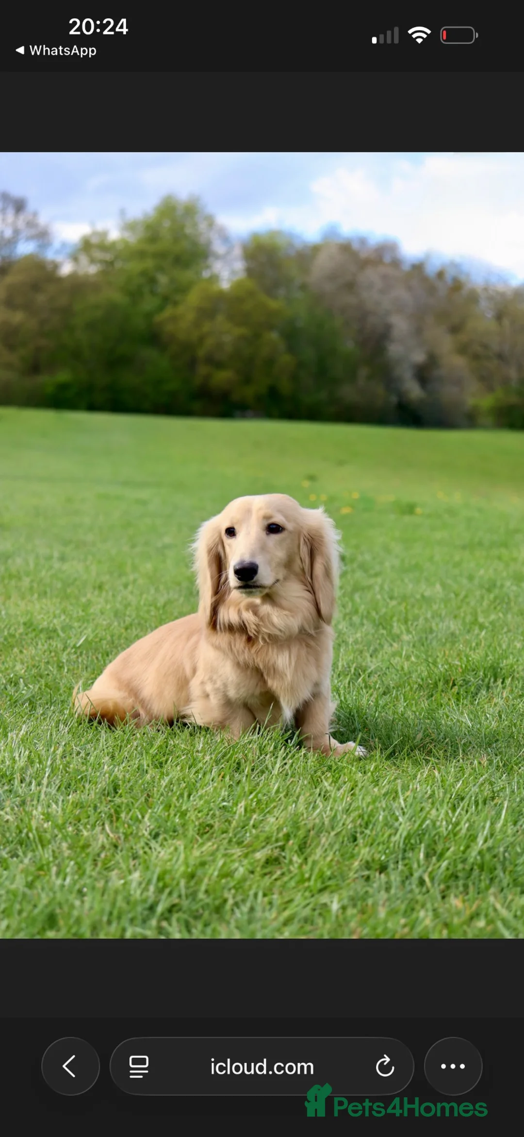 Miniature Dachshund dogs for stud: CREAM MINIATURE DUTCH HOUND STAR - Advert 2