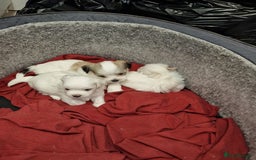Malshi dogs for sale: Malshi puppiez - Image 2