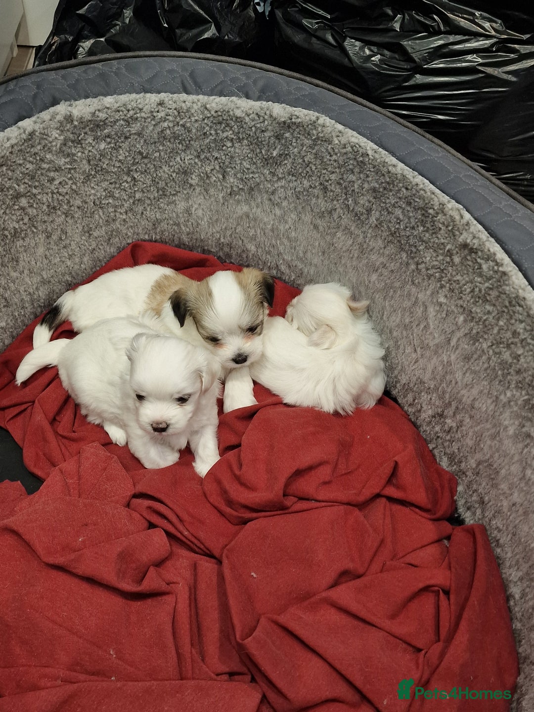 Malshi dogs for sale: Malshi puppiez - Image 2
