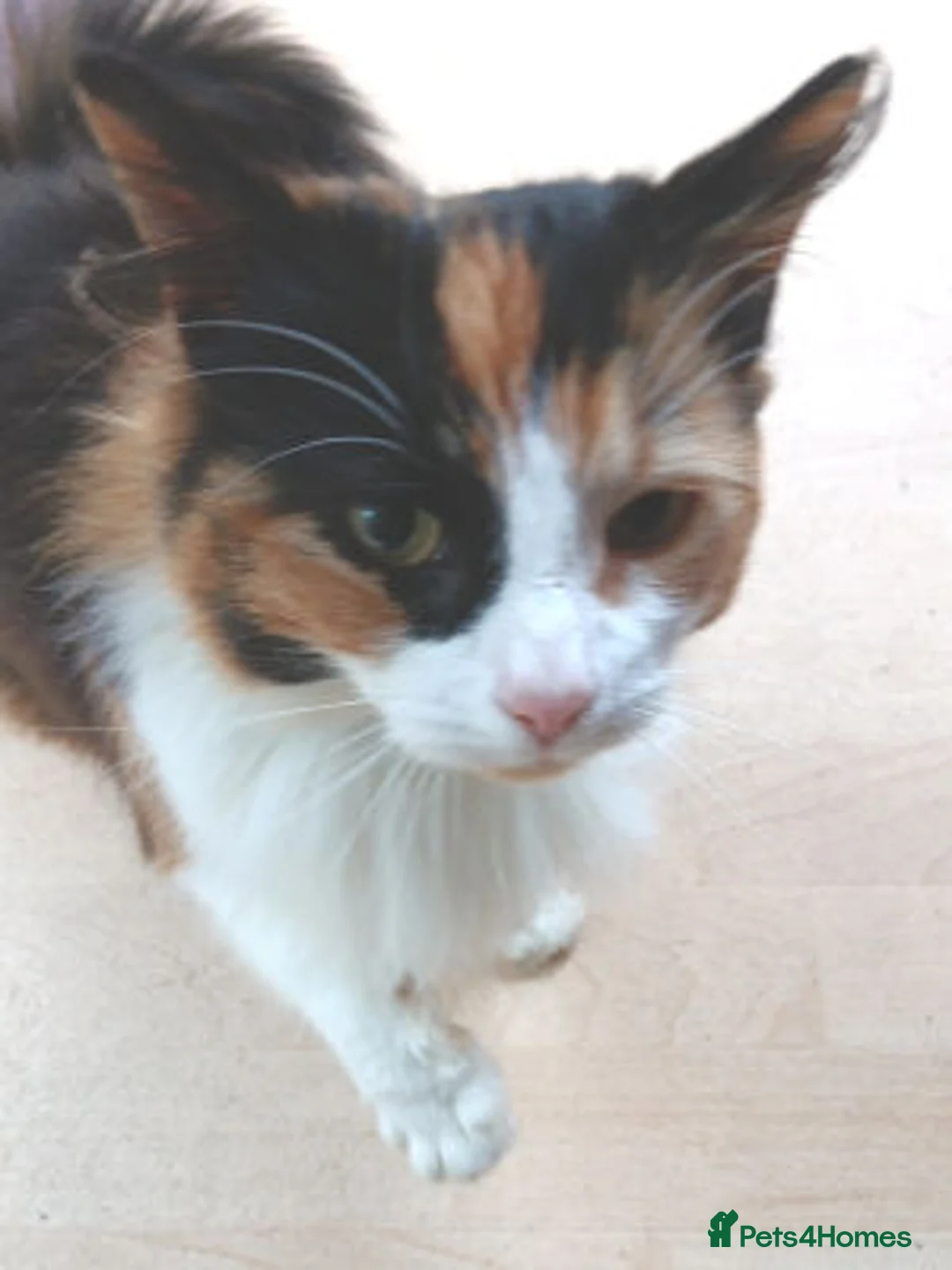 Mixed Breed cats for adoption: MARRIGOLD - Advert 2