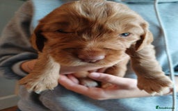 Cockapoo dogs for sale: Gorgeous cockapoo puppies F1B - Image 16