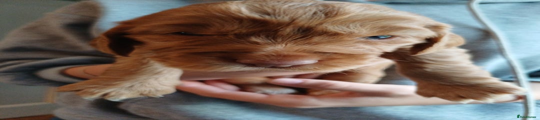 Cockapoo Puppy 6