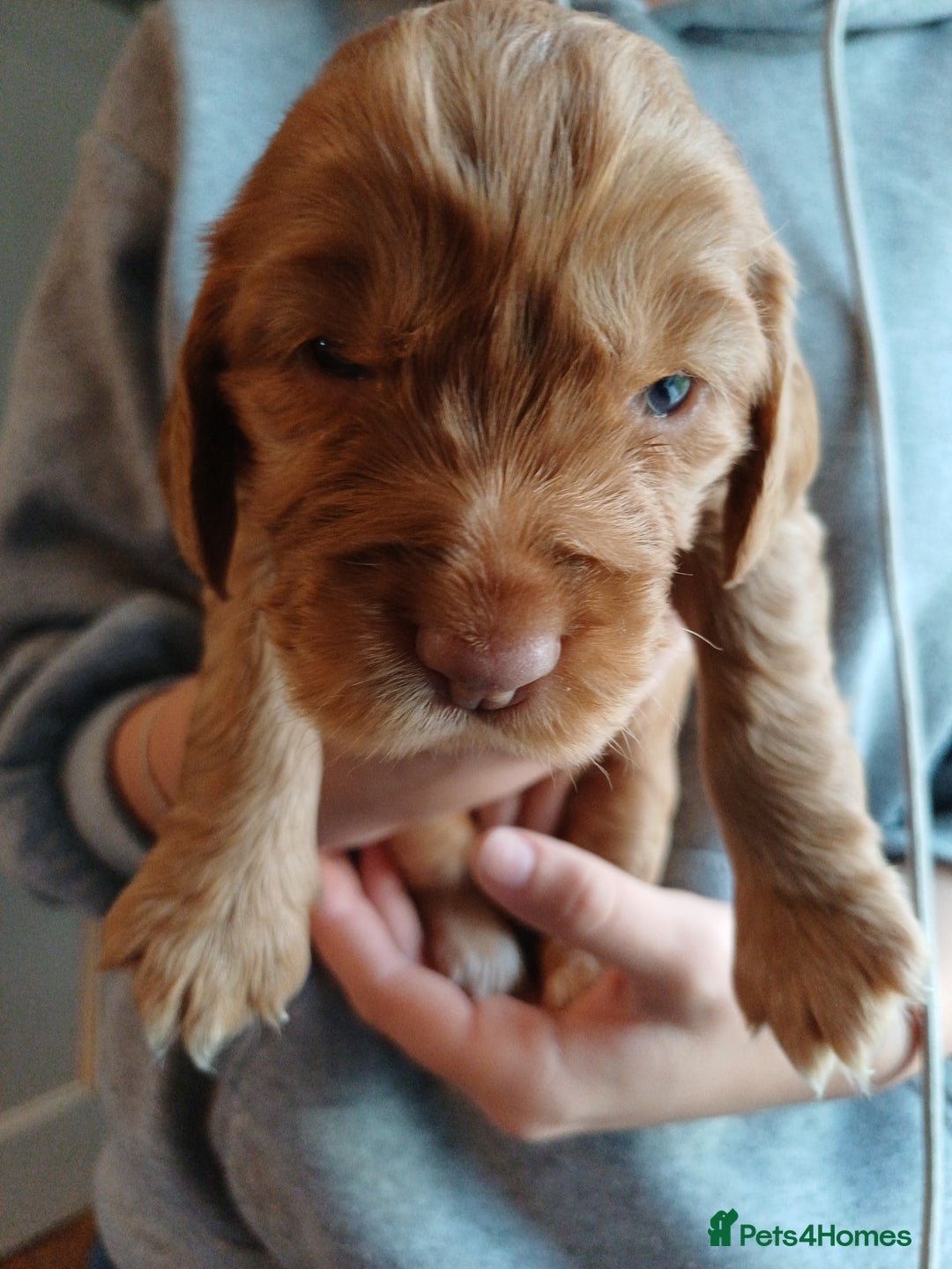 Cockapoo dogs for sale: Gorgeous cockapoo puppies F1B - Image 16