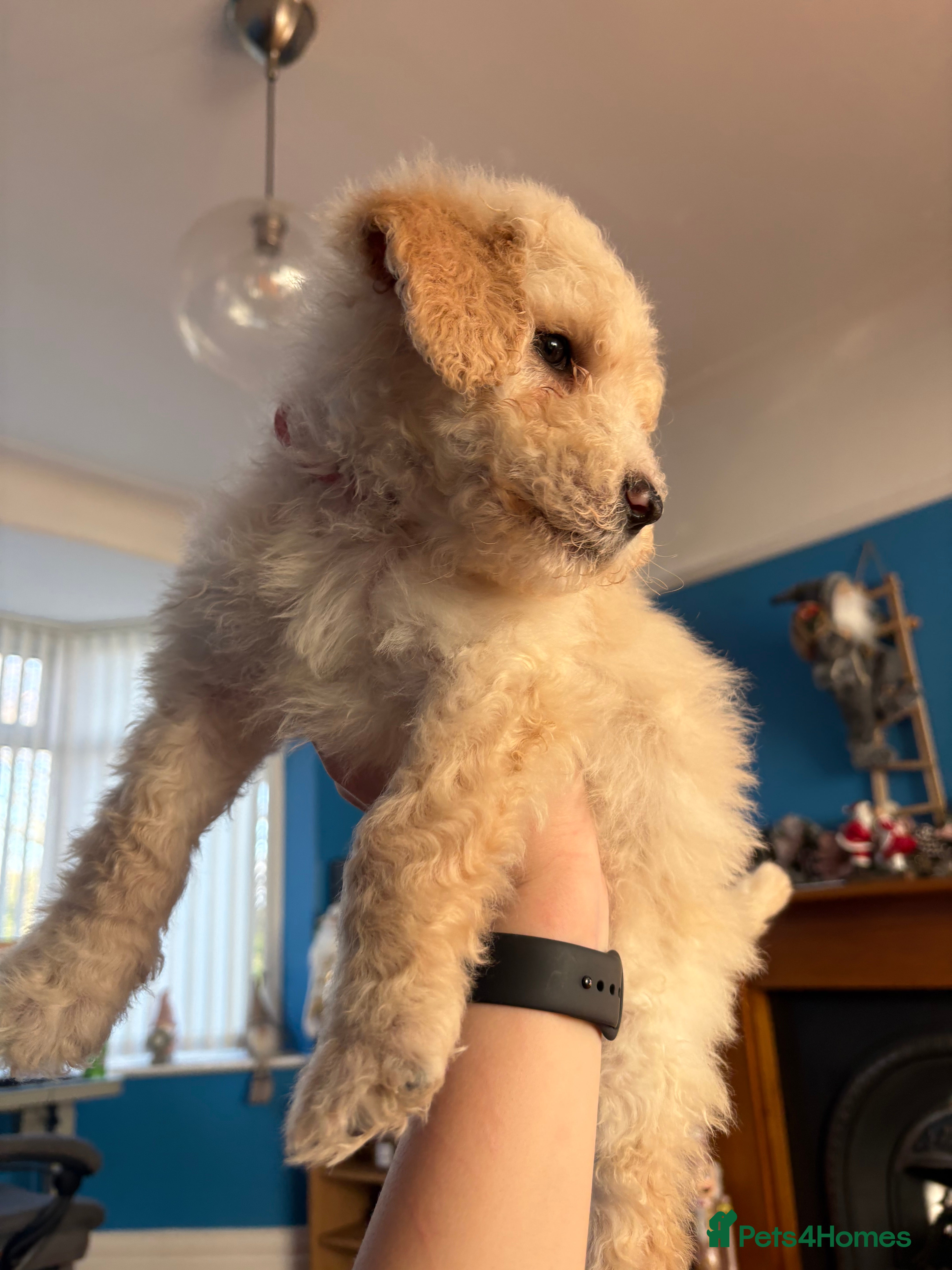 Mixed Breed dogs Bernedoodle - Advert 4