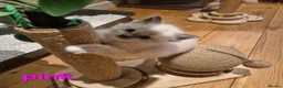 Ragdoll cats for sale: 🐾✨ Beautiful Ragdoll Kittens! ✨🐾 - Advert 7