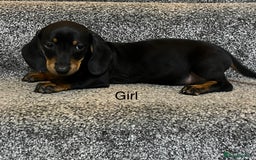 Miniature Dachshund dogs for sale: Beautiful mini dachshunds  - Image 10