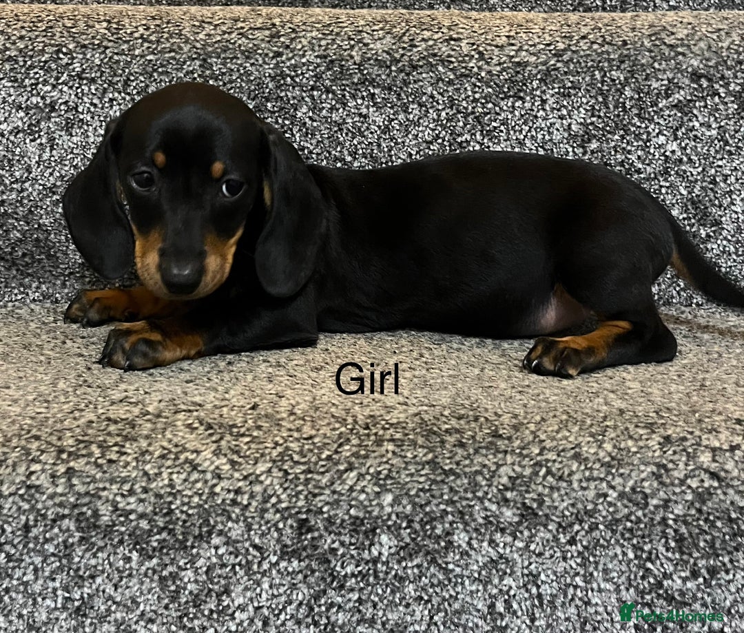 Miniature Dachshund dogs for sale: Beautiful mini dachshunds  - Image 10