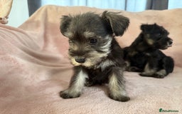 Miniature Schnauzer dogs for sale: Miniature  Schnauzer puppies for sale  - Image 26