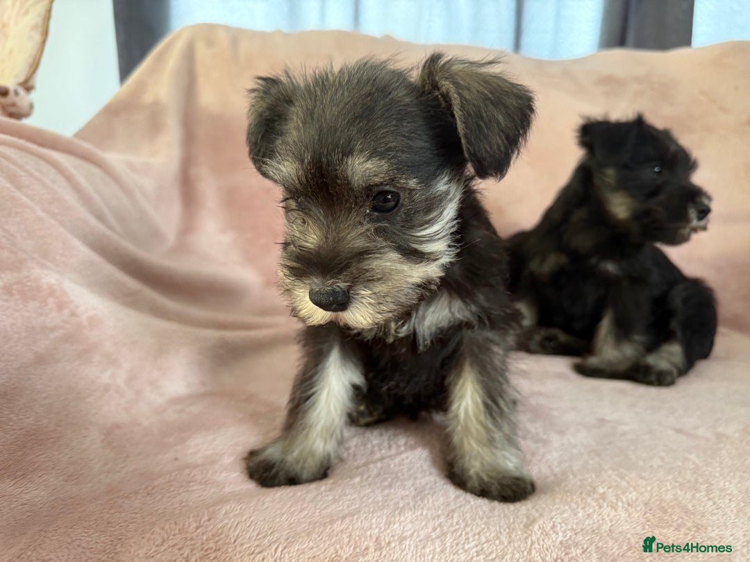 Miniature Schnauzer dogs for sale: Miniature  Schnauzer puppies for sale  - Image 26