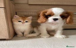 Cavalier King Charles Spaniel dogs for sale: Our Babies King Charles Puppies Ready❤️ - Image 3