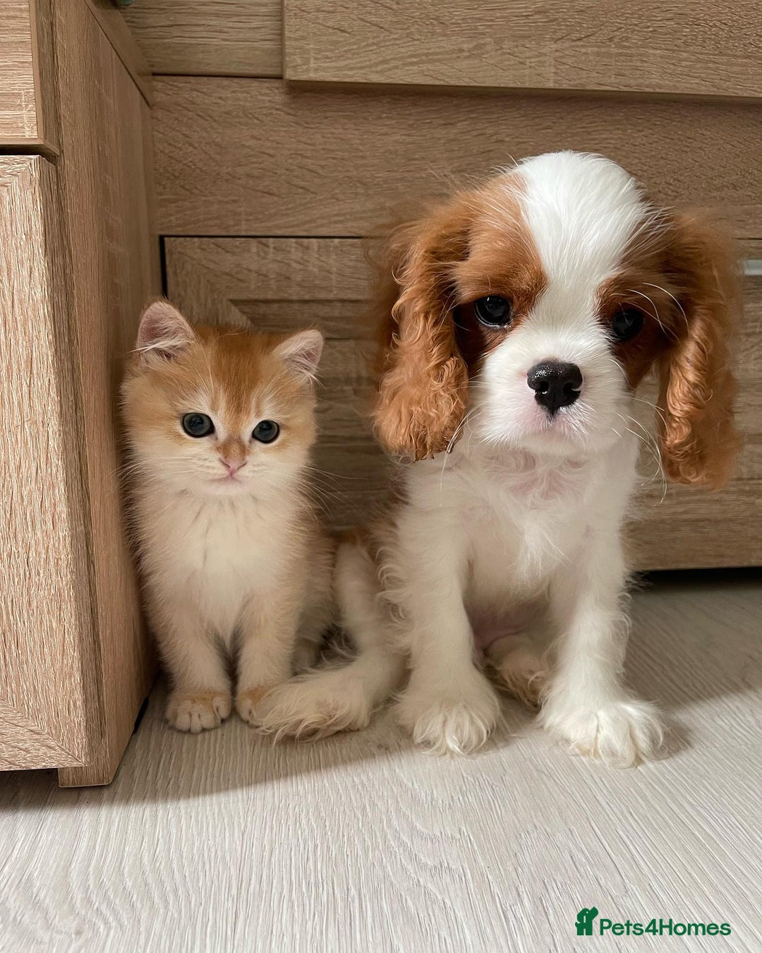 Cavalier King Charles Spaniel dogs for sale: Our Babies King Charles Puppies Ready❤️ - Image 3