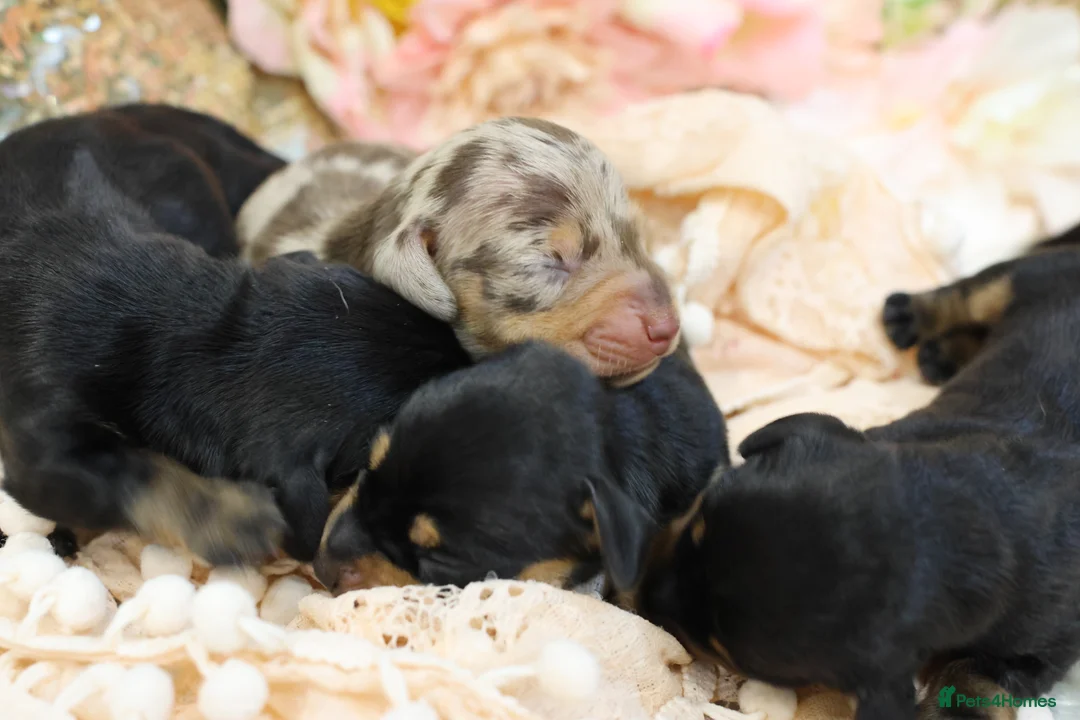 Miniature Dachshund dogs for sale: KC Miniature Dachshund Puppies - Advert 4