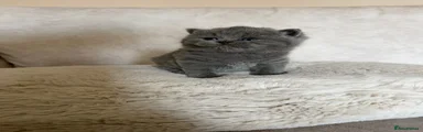 British Shorthair 2