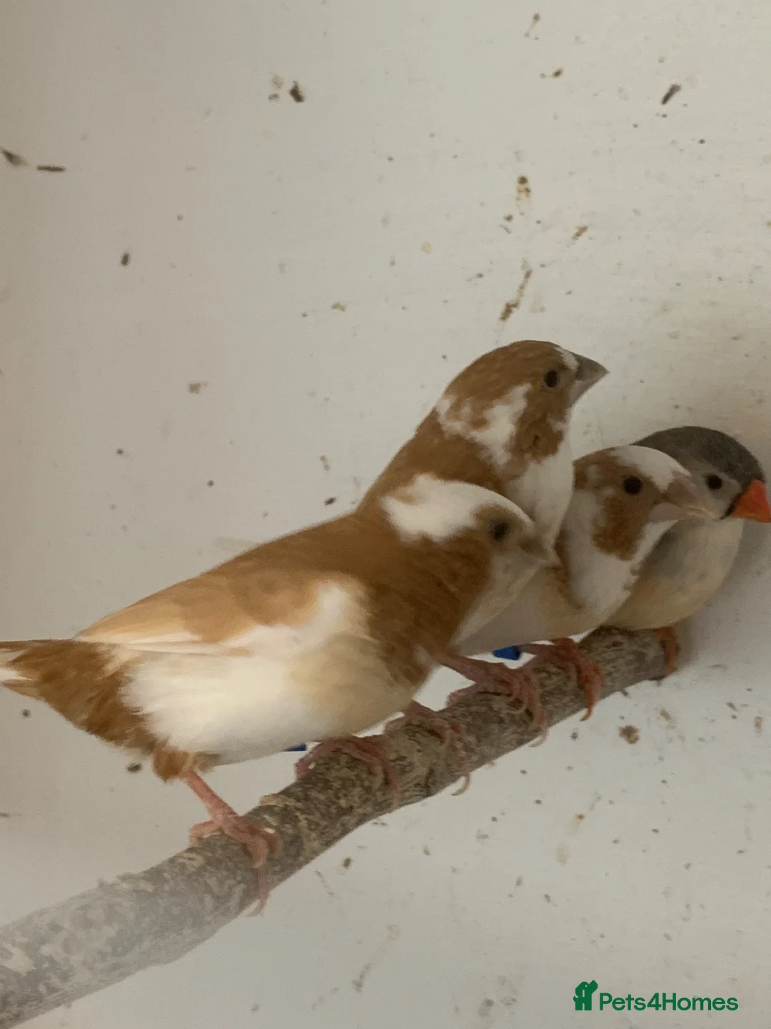 Finches birds for sale:  Finches  - Advert 13