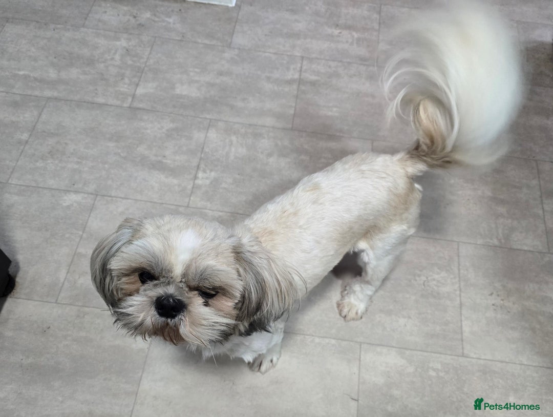 Shih Tzu dogs for sale: LOVELY SHIH TZU PUPPIES LIVER GENE  - Advert 18