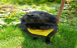 Mixed Breed dogs for adoption: 💖🐶 LILU JET 🐶💖 - Image 10
