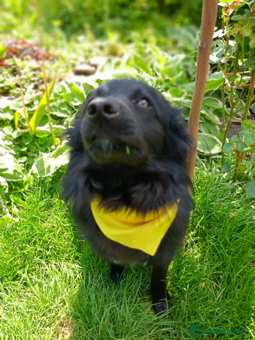 Mixed Breed dogs for adoption: 💖🐶 LILU JET 🐶💖 - Image 10