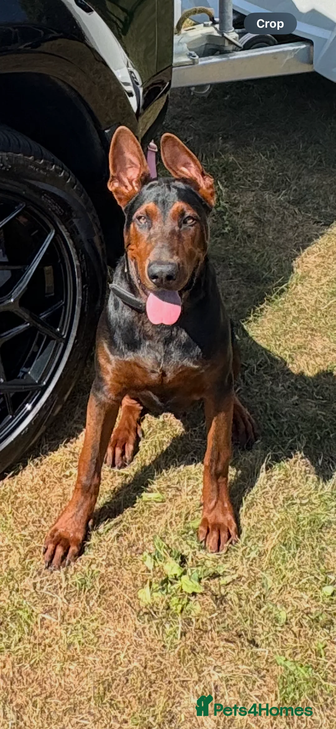 Chinese Red Dog dogs for sale: Laizhou Hong (Chinese Red Dogs) in Sheerness - Advert 2