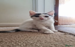 Mixed Breed cats for sale: 4 playful kittens - Image 9