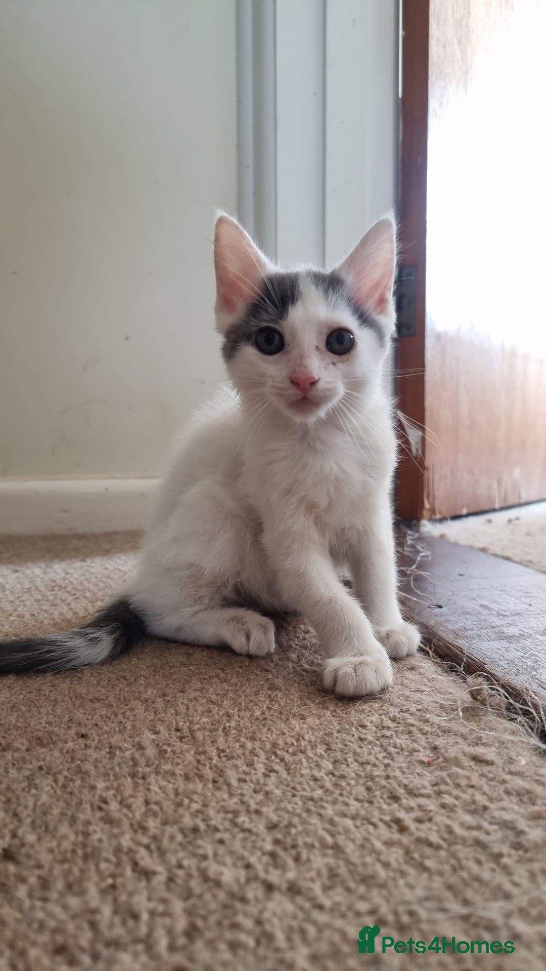 Mixed Breed cats for sale: 4 playful kittens - Image 9