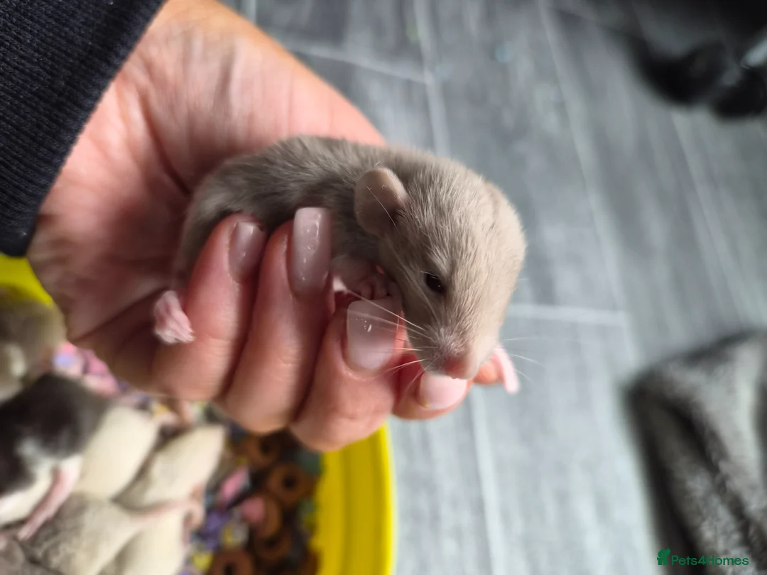 Rat rodents for sale: Stunning litter of Dumbo rats. - Advert 17