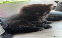Ragdoll cats for sale: “Adorable Black Ragdoll Kittens – Don’t Miss Out!” - Image 6