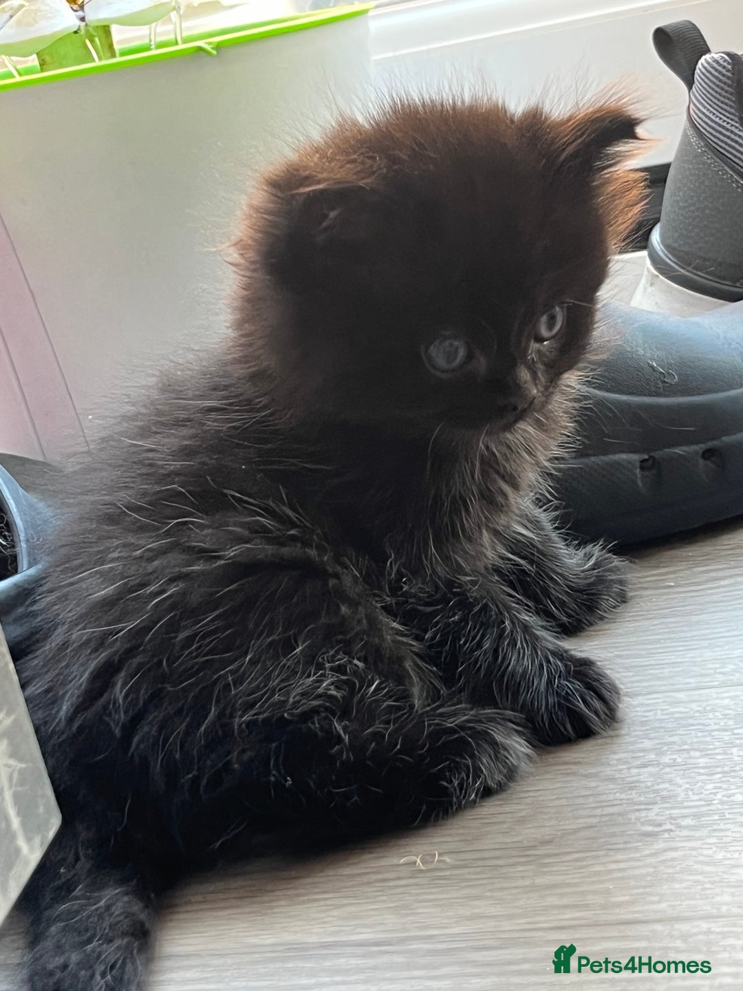 Ragdoll cats for sale: “Adorable Black Ragdoll Kittens – Don’t Miss Out!” - Image 6