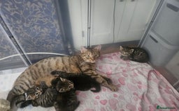 European cats for sale: 4 beautiful kittens looking for the New 🤎 home  - Image 35