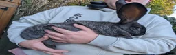 Continental Giant rabbits for sale: Beautiful continental giants  - Advert 2