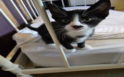 Mixed Breed cats for sale: Beautiful kitten, last in litter - Image 1