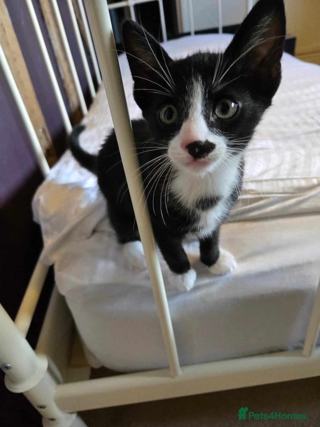 Mixed Breed cats for sale: Beautiful kitten, last in litter - Image 1