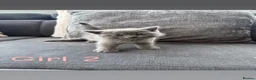 British Shorthair cats for sale: 4 beautiful British shorthair/Scottishfold kittens in Birmingham - Advert 16