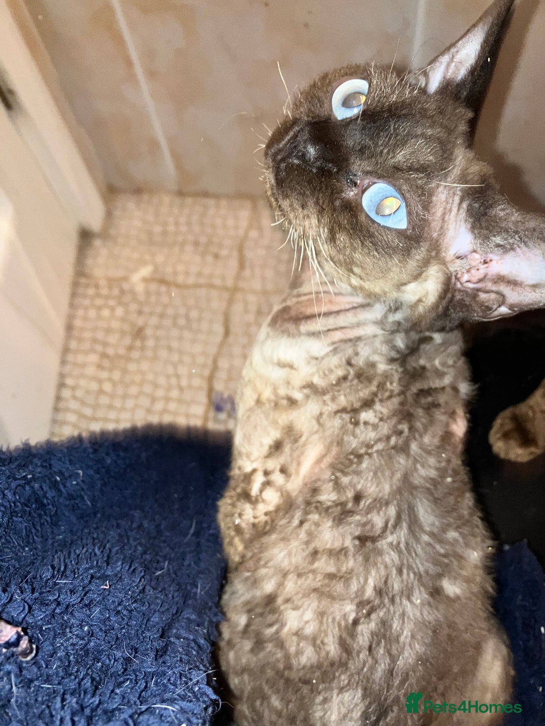 Devon Rex cats for sale: GCCF Registered Young Adult Females - Advert 3
