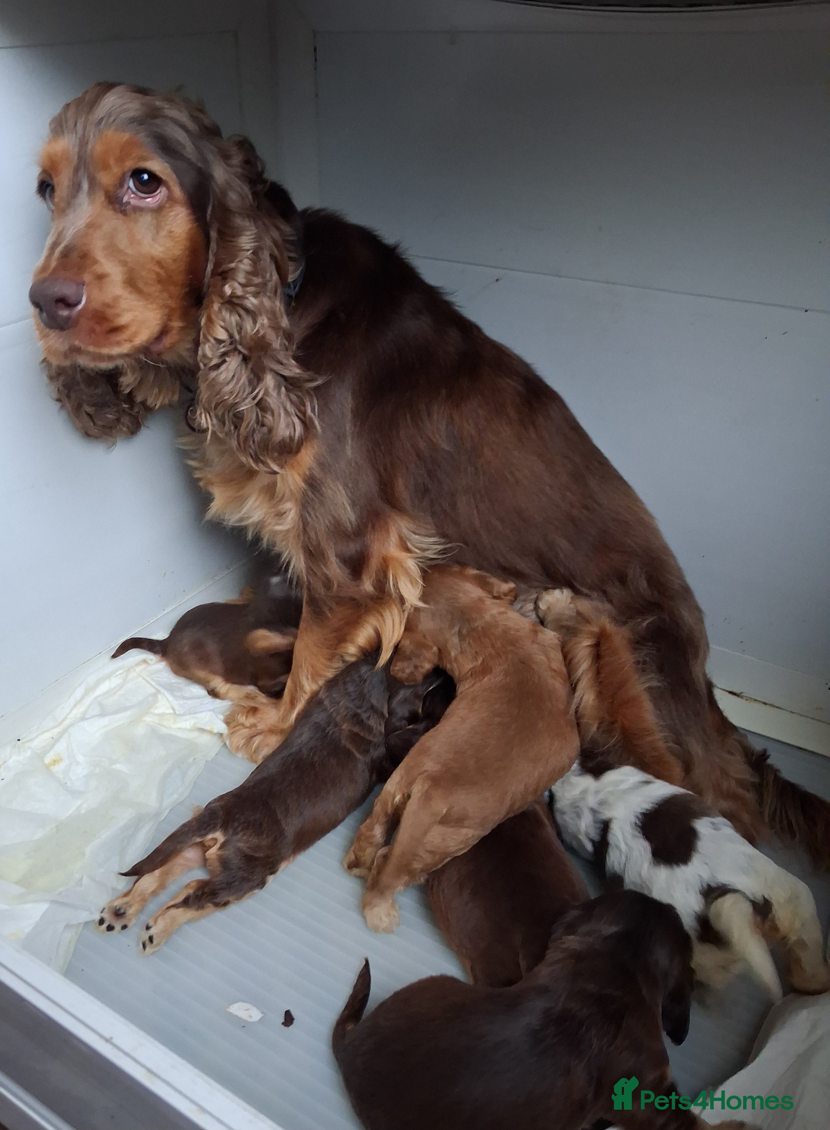 Cocker Spaniel dogs Absolutely Stunning Show Cocker Spaniels - Advert 1