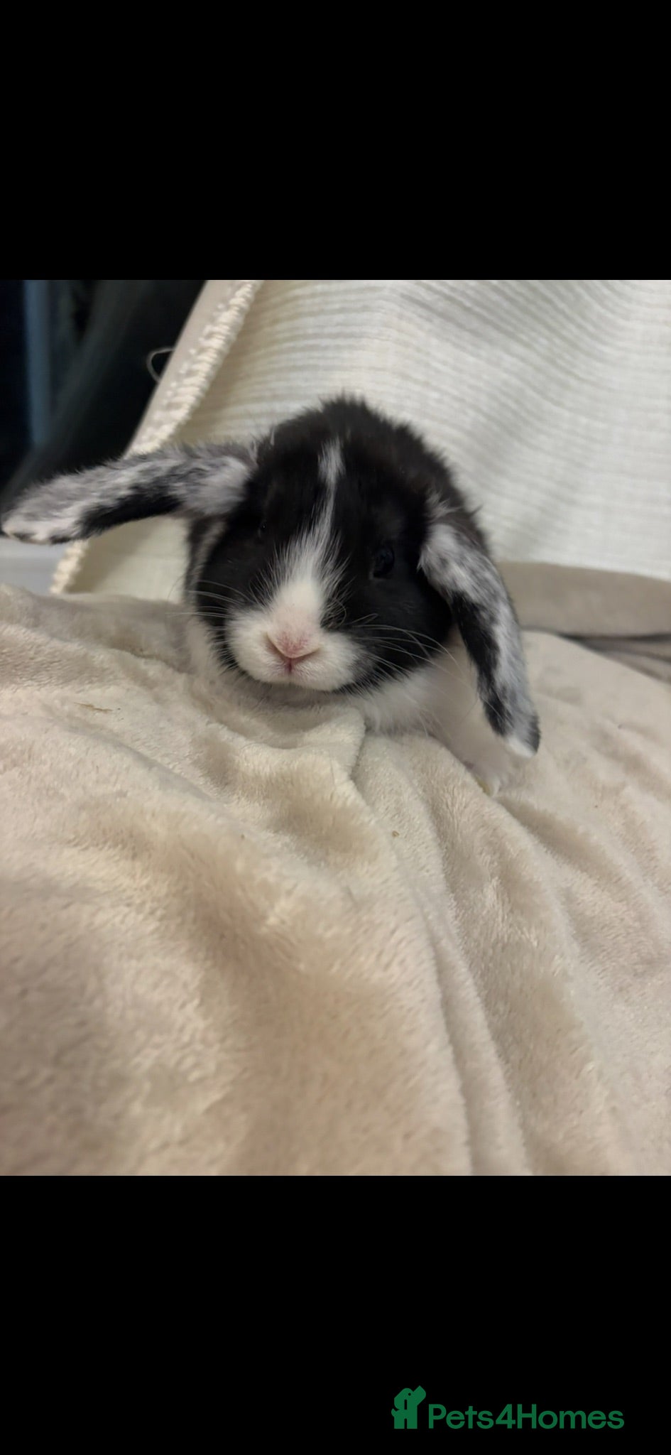 Mini Lion Lop rabbits Beautiful mini lion lop baby bunny rabbits  - Advert 2