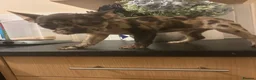French Bulldog dogs for sale: French bulldogs for sale  - Advert 4