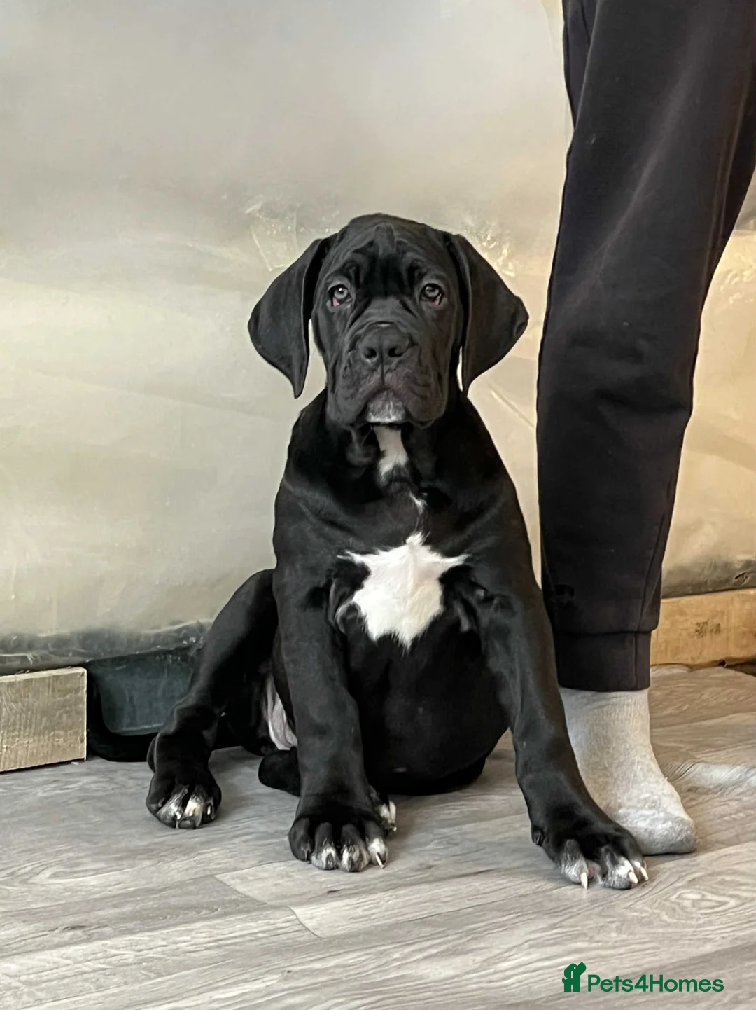 Cane Corso dogs for sale: Yuki x Aries Russian champ bloodline Puppies - Advert 18
