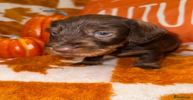 Dachshund dogs - Advert 4
