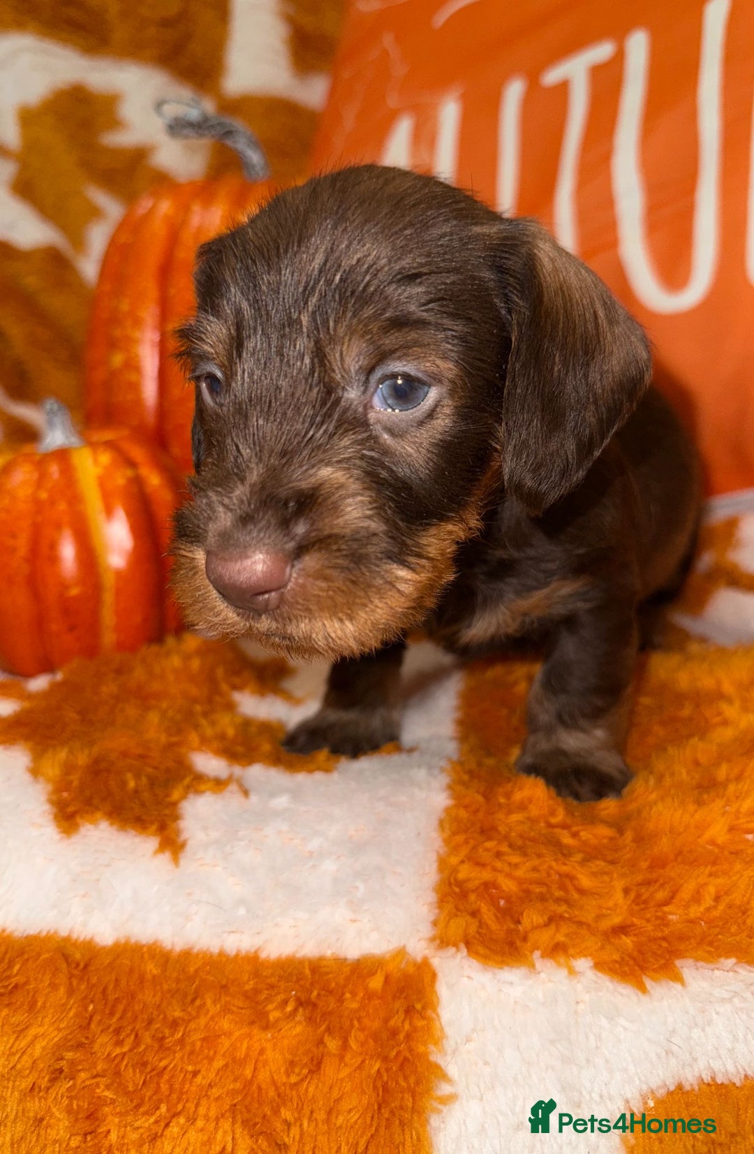 Dachshund dogs for sale: 🩷💙Stunning KC Wire haired Dachshunds🩷💙 - Image 2
