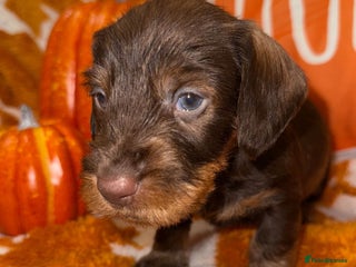 Dachshund dogs - Advert 3