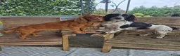 Cocker Spaniel dogs for sale: Two beautiful male pups available  - Advert 20