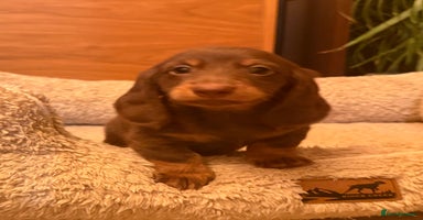 Miniature Dachshund dogs Miniature Dachshund chocolate and Tan long-hair - Advert 5