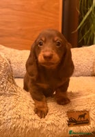Miniature Dachshund dogs Miniature Dachshund chocolate and Tan long-hair - Advert 2