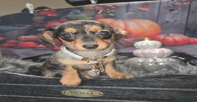 Mixed Breed dogs - Advert 10