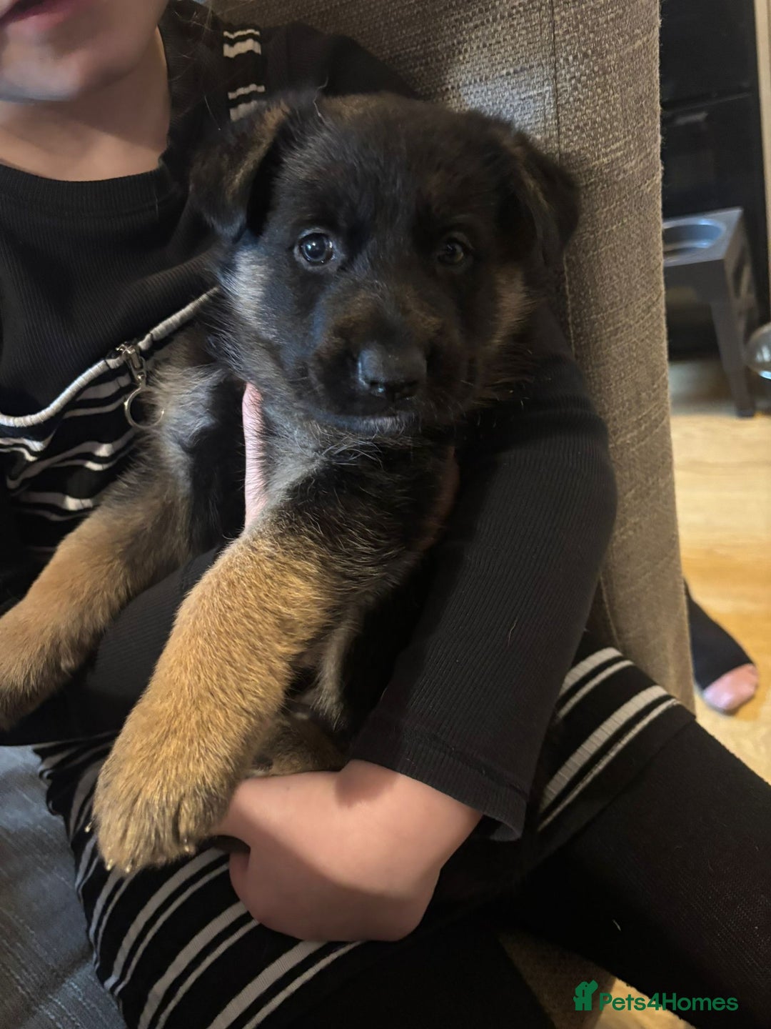 German Shepherd dogs for sale: German Shepherd Pups - Advert 9