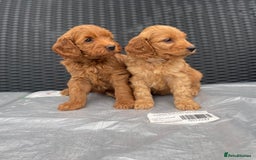 Cockapoo dogs for sale: Beautiful f1 cockapoos ready now - Image 3