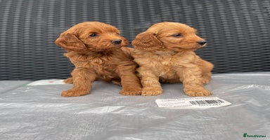Cockapoo dogs - Advert 5